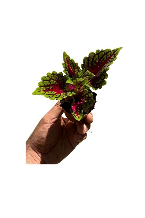Yaprak güzeli yaprağı güzel çiçeği (kolyos) minik 5-10cm no;1 - 2