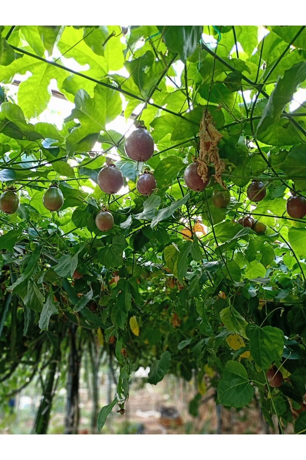 Çarkıfelek Meyvesi ( 4 Adet) Aydıncık Mersin - 8