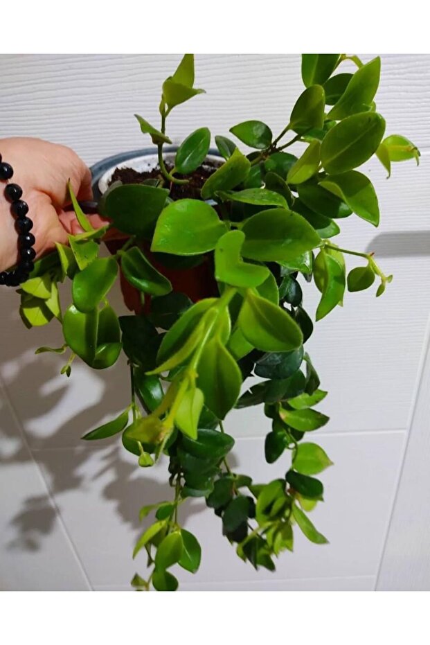 Ruj cicegi (40-45cm) dolgun form - 2