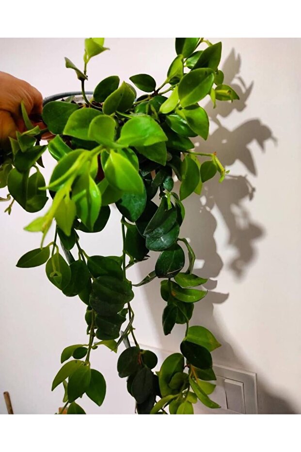 Ruj cicegi (40-45cm) dolgun form - 1