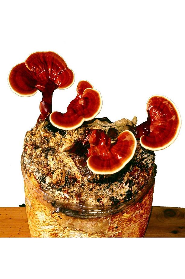 Reishi Mantarı Tozu (GANODERMA LUCİDUM) 10 gr - 4