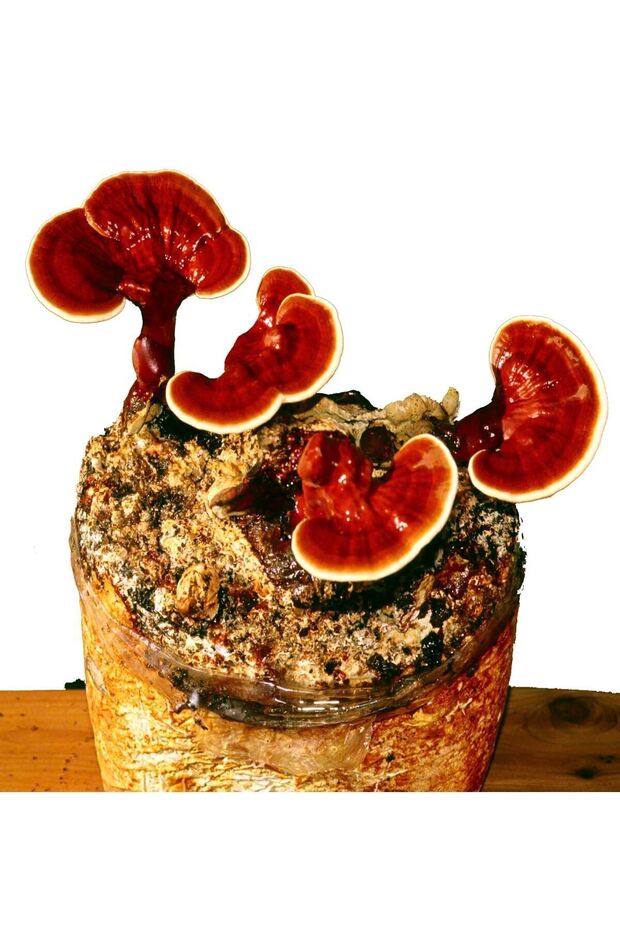 Reishi Mantarı Tozu (GANODERMA LUCİDUM) 100 gr - 4