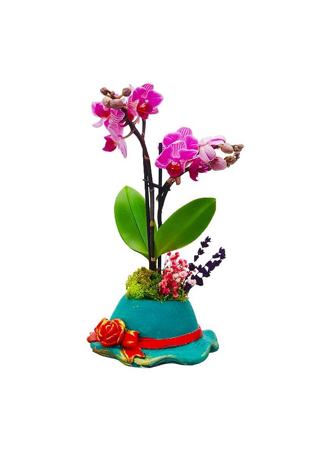 Nice Hat Phalaenopsis Orkide & Şapka Saksıda Canlı Bitki Hediye Orkide Çiçeği Saksı Çiçekleri - 1