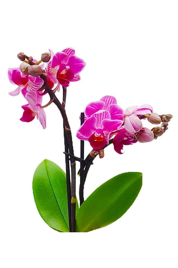 Nice Hat Phalaenopsis Orkide & Şapka Saksıda Canlı Bitki Hediye Orkide Çiçeği Saksı Çiçekleri - 3