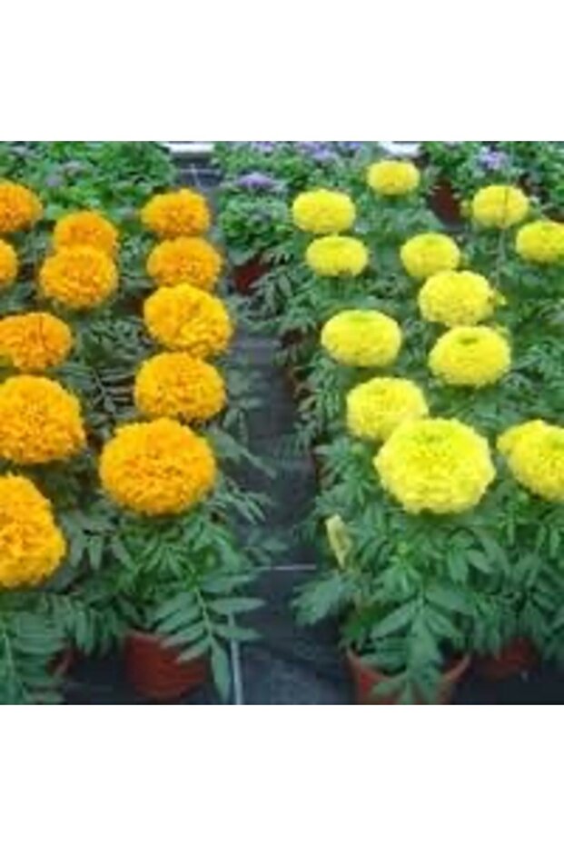 5 adet Kadife çicegi fidesi  (15-30cm) dikime hazir (sari ve turuncu) - 2