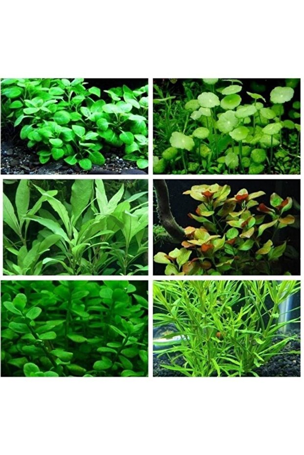 Bitki Başlangıç Paketi ( 30 Dal Bitki ) - 1