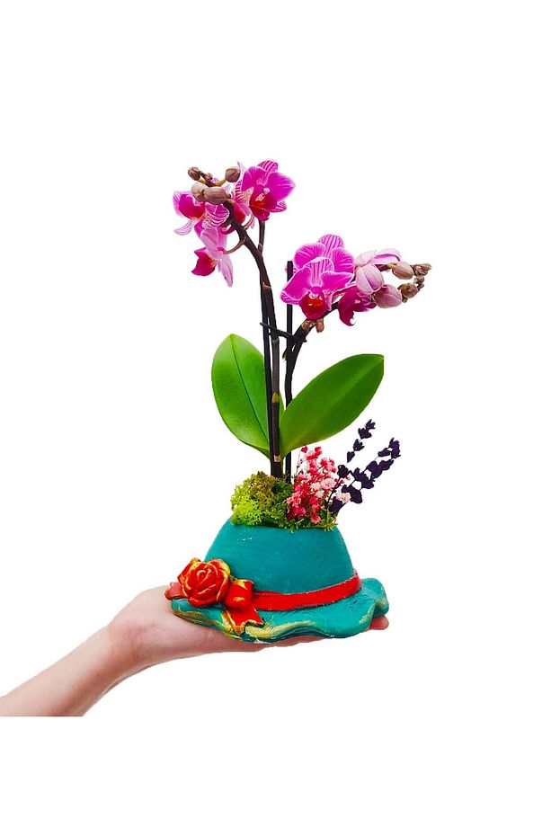 Nice Hat Phalaenopsis Orkide & Şapka Saksıda Canlı Bitki Hediye Orkide Çiçeği Saksı Çiçekleri - 2