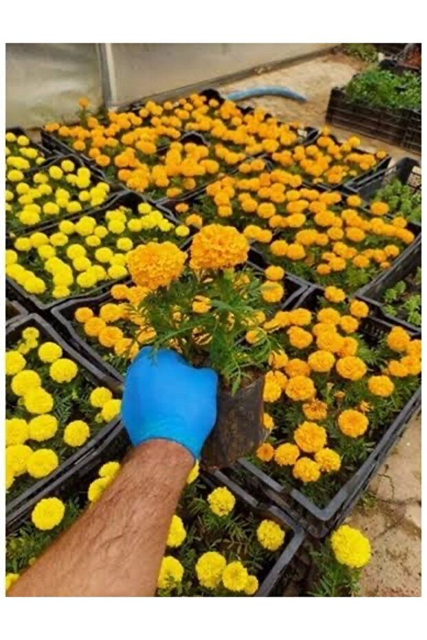 5 adet Kadife çicegi fidesi  (15-30cm) dikime hazir (sari ve turuncu) - 3