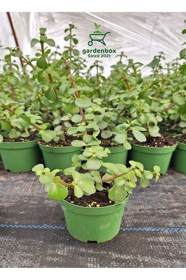 Yeşim Para Çiçeği 1 ADET Dekoratif Canlı Bitki 10-15Cm(Crassula) - 3
