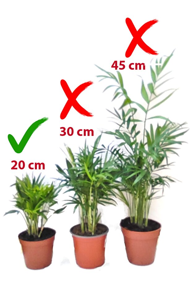 Chamaedorea Elegans Dağ Palmiyesi - 2