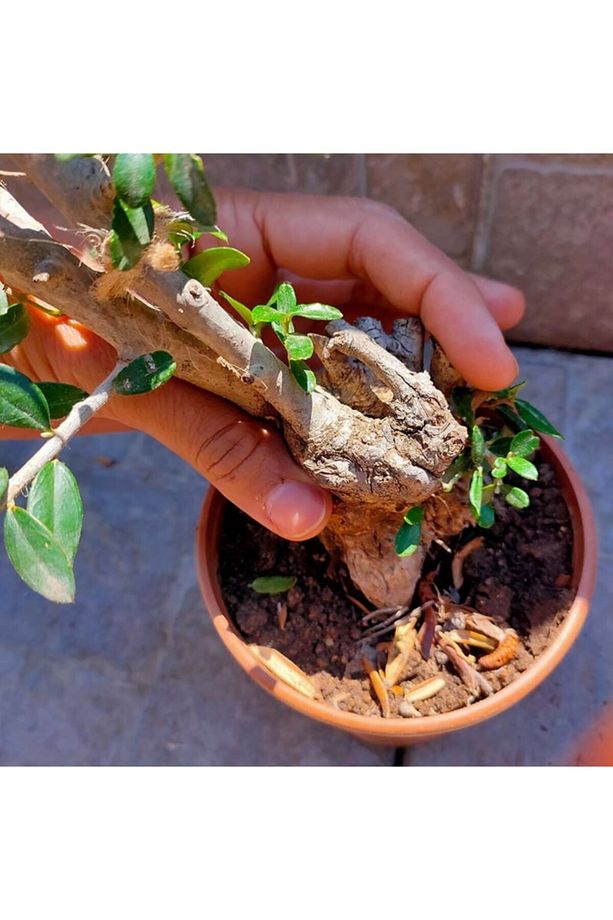 Delice Zeytin Bonsai Adayı 1 Zeytin Fide - 3