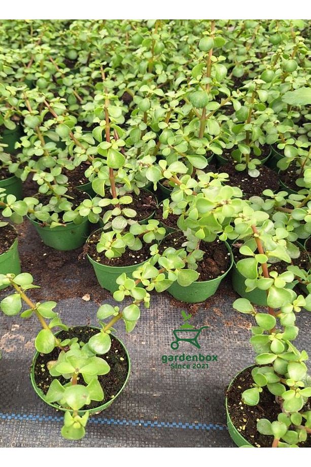 Yeşim Para Çiçeği 1 ADET Dekoratif Canlı Bitki 10-15Cm(Crassula) - 2
