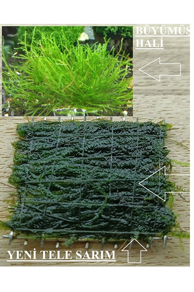 2 Adet 5*5 Cm Java Moss Yeni Tele Sarılı - 2