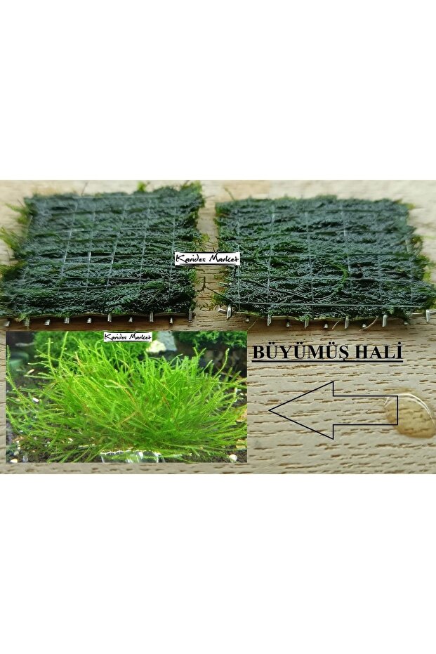 2 Adet 3-3 Cm Java Moss Yeni Tele Sarılı