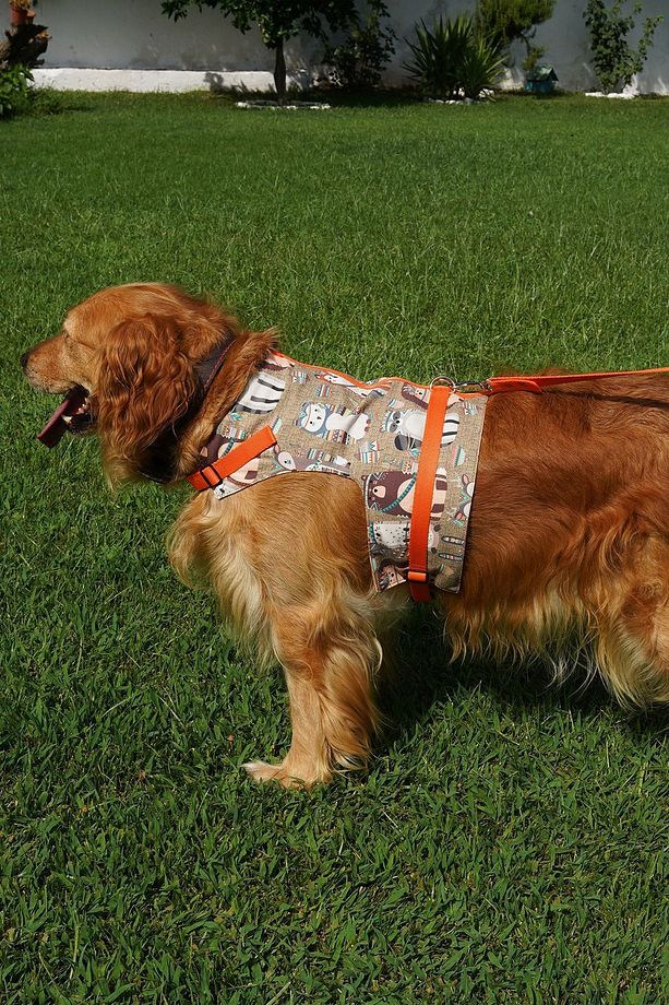 Kaçış Önleyici Köpek Göğüs Tasma Seti Küçük Irk Ve Büyük Irk Köpek Gezdirme Tasması - 2