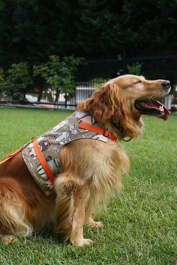 Kaçış Önleyici Köpek Göğüs Tasma Seti Küçük Irk Ve Büyük Irk Köpek Gezdirme Tasması - 1