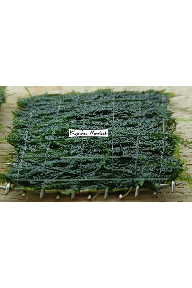 2 Adet 5*5 Cm Java Moss Yeni Tele Sarılı - 4