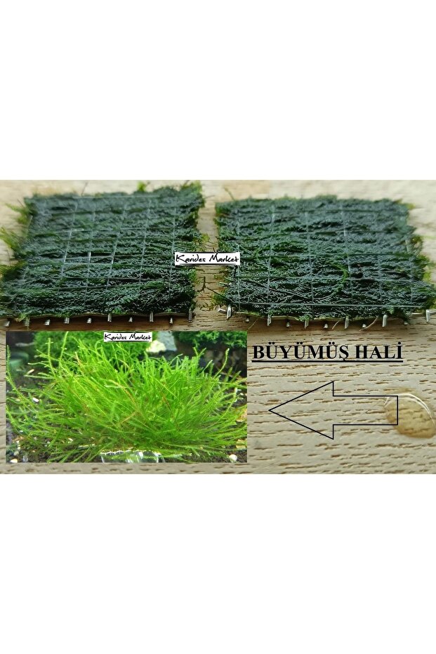 2 Adet 5*5 Cm Java Moss Yeni Tele Sarılı - 1