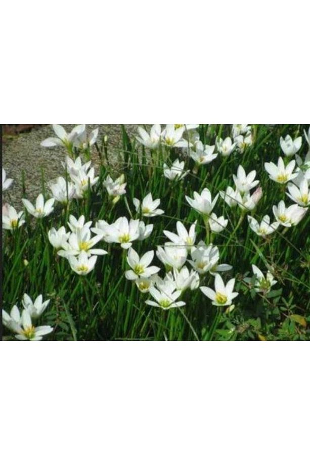 Zıpçıktı Çiçeği Beyaz Zephyranthes - 1