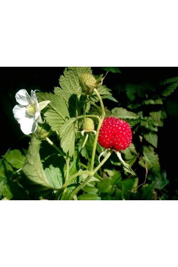 ÇİLEK AHUDUDU MEYVESİ FİDANI 2 yaşında {tüplü saksılı  [Rubus rosifolius] - 3