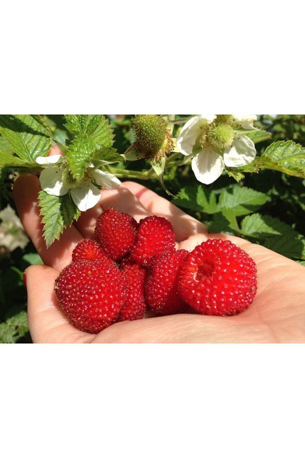 ÇİLEK AHUDUDU MEYVESİ FİDANI 2 yaşında {tüplü saksılı  [Rubus rosifolius] - 1