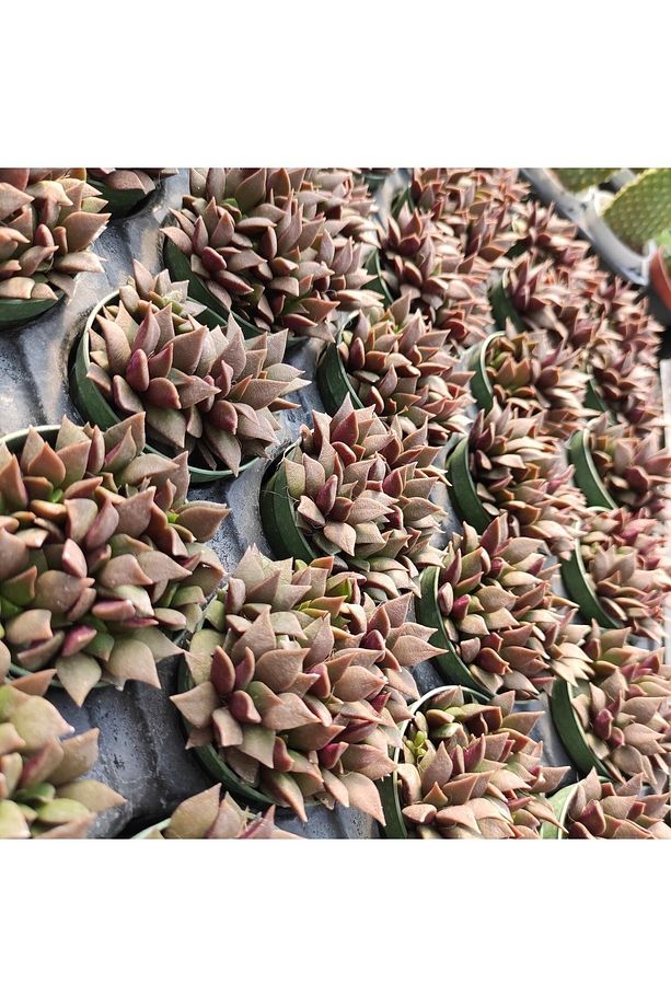 Anacampseros Telephiastrum, Pembe Çiçek Açan Sukulent Kaktüs - 6