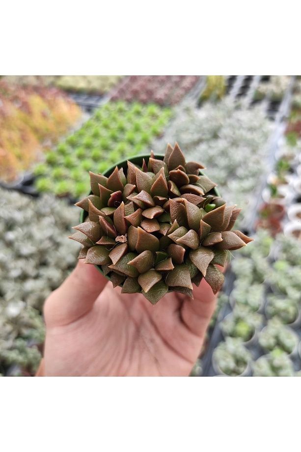 Anacampseros Telephiastrum, Pembe Çiçek Açan Sukulent Kaktüs - 2