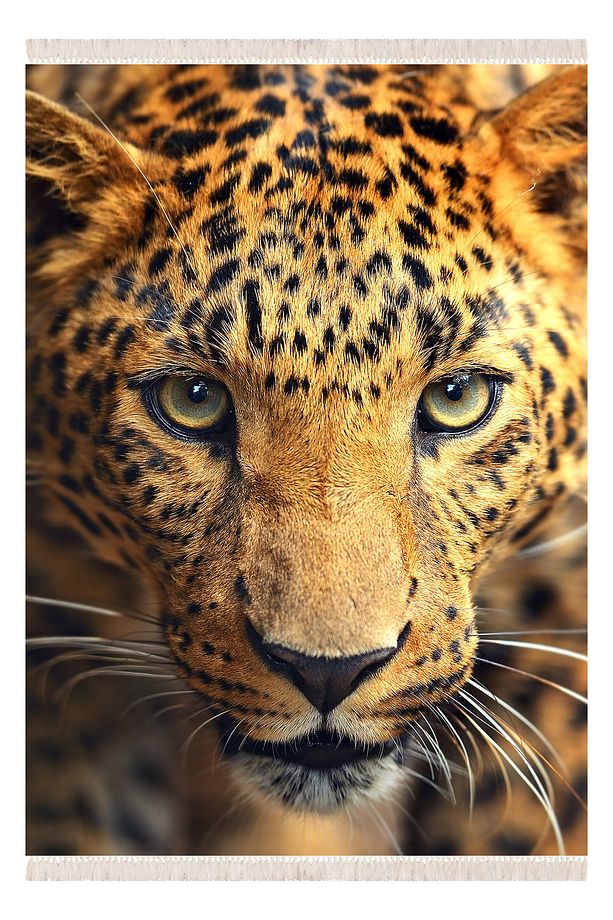 Leopar Kaplan Desenli Dijital Baskı Kaymaz Taban Makinada Yıkanabilir Halı Yolluk - 3