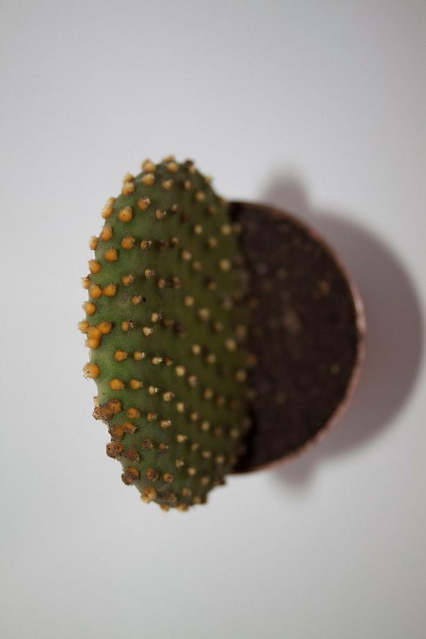 Tavşan Kulağı Opuntia Microdasys Rufida Kaktüs Tekli 5,5 cm Saksıda - 3