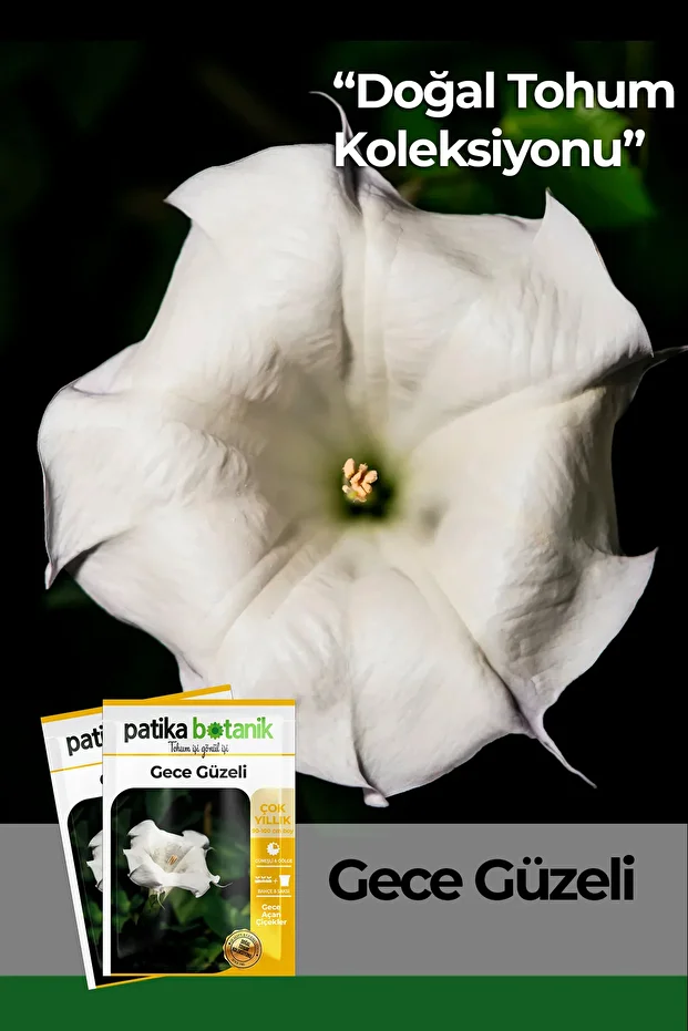 15 Adet Gece Güzeli (DATURA L.) Çiçek Tohumu - 1