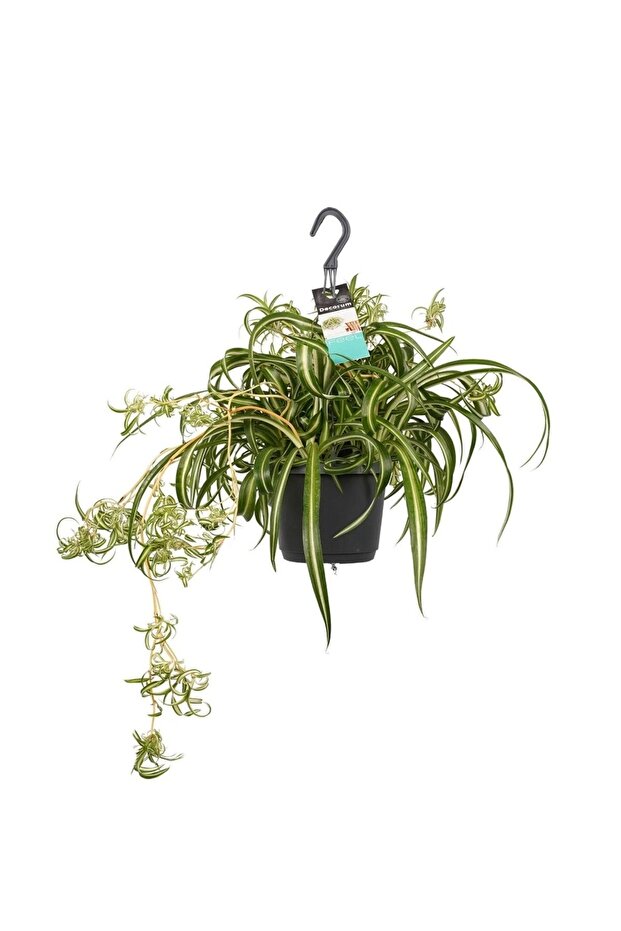 Askılı Saksıda Kurdele Çiçeği - 3