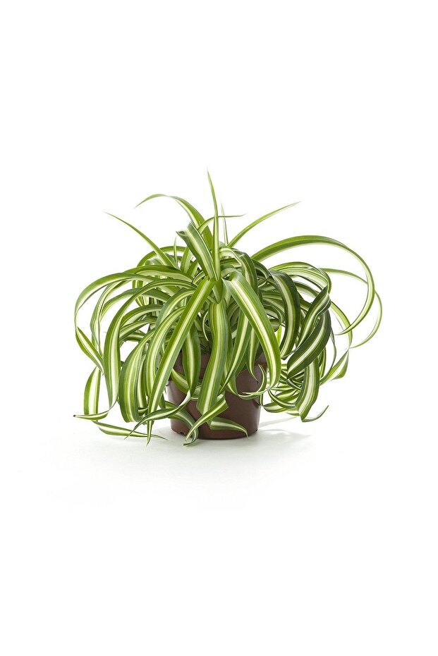 Askılı Saksıda Kurdele Çiçeği - 1