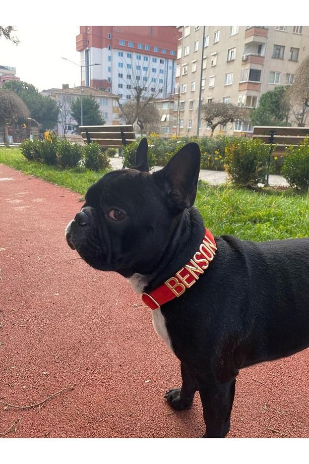 İsimli köpek tasması, isme özel köpek tasması, kişiselleştirilebilir köpek tasması, boyun tasması. - 8