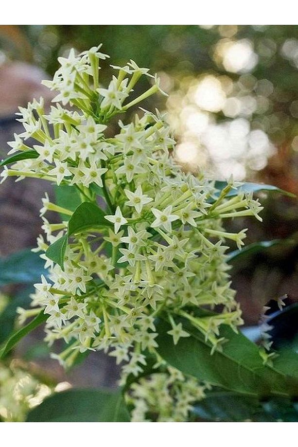Gece Kokan Melisa Parfüm Çiçeği 1 ADET Saksıda (Cestrum Nocturnum) - 4