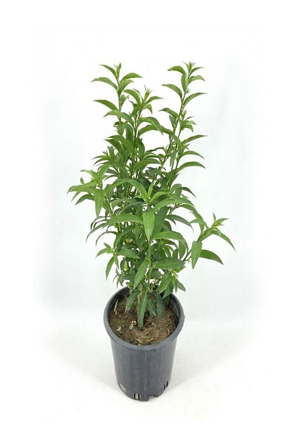 Gece Kokan Melisa Parfüm Çiçeği 1 ADET Saksıda (Cestrum Nocturnum) - 2