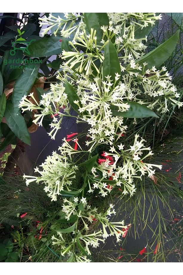 Gece Kokan Melisa Parfüm Çiçeği 1 ADET Saksıda (Cestrum Nocturnum) - 3