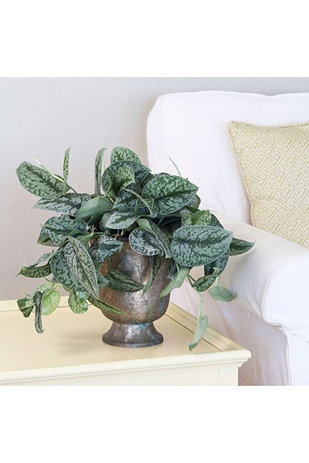 Pathos Scindapsus - 1