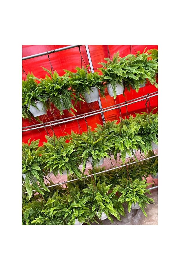 Aşk Merdiveni  Dahil - 2