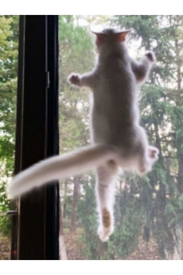 Kedi Sinekliği Pet Kapı Sinekliği En :78 Boy :220 Mıknatıslı - 5
