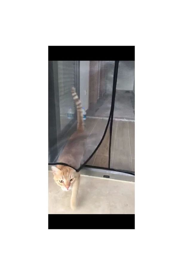 Kedi Sinekliği Pet Kapı Sinekliği En :78 Boy :220 Mıknatıslı - 1
