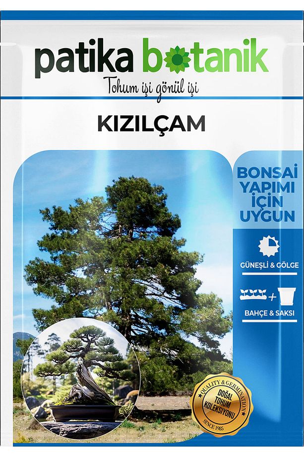 20 Adet Kızılçam Ağaç Tohumu - 2