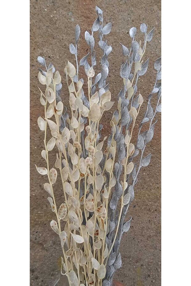 White and Silver Gilding Pearlflower 20 Branches (Dry Flower)