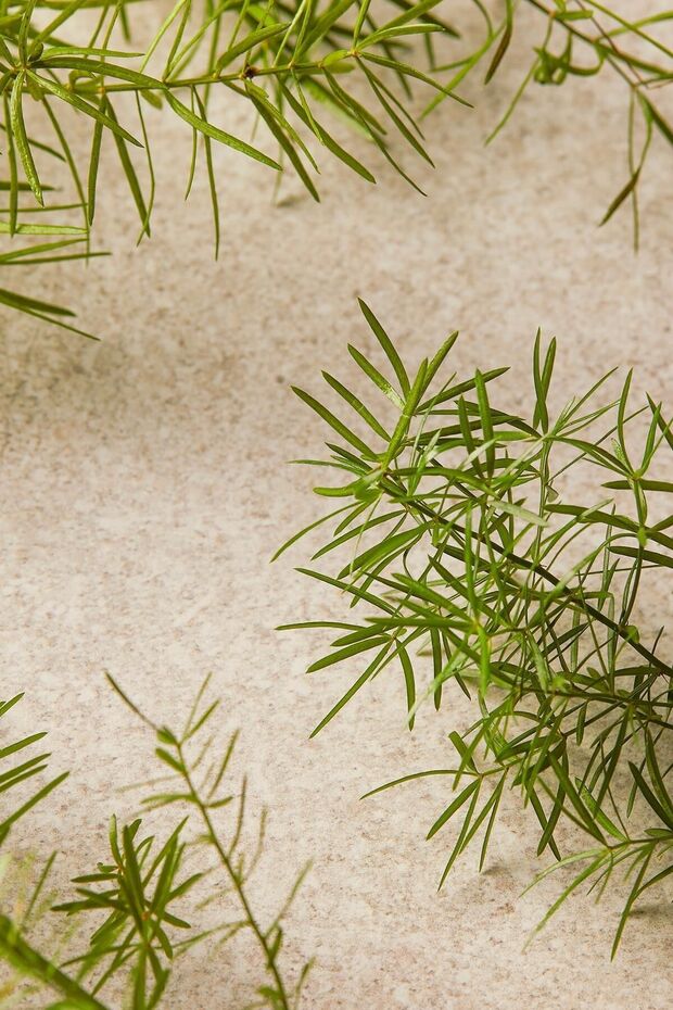 Çay Ağacı Tea Tree Yüz Yıkama Jeli 60 ml - 2