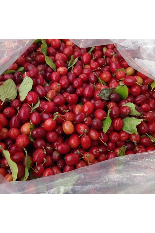 Kızılcık Kurusu Ev Yapımı 1kg - 3