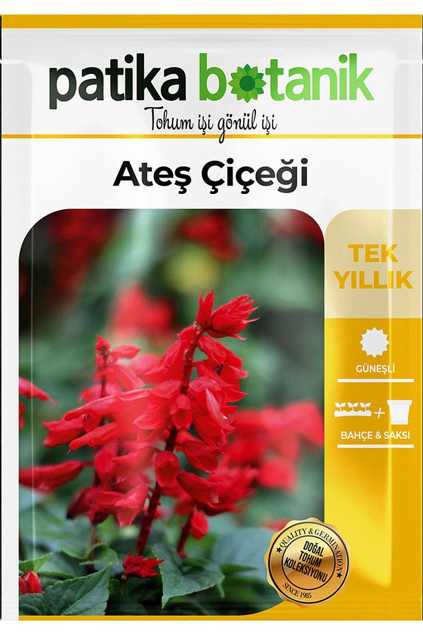 30 Adet Ateş Çiçeği (SALVİA SPLENDENS) Çiçek Tohumu - 3