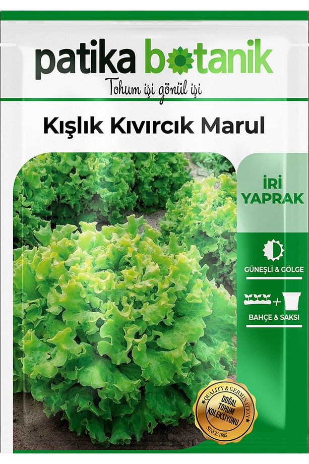 2.000 Adet Kışlık Kıvırcık Marul Tohumu - 2