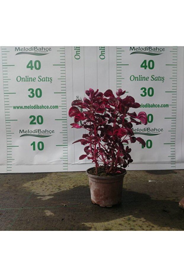 Iresine Herbstii - Çingene Şalvarı - 1