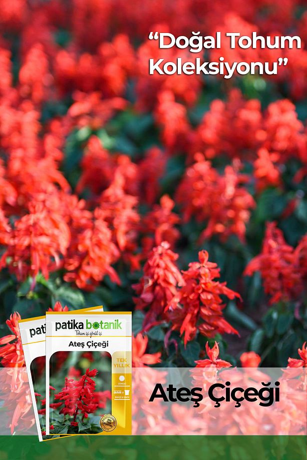 30 Adet Ateş Çiçeği (SALVİA SPLENDENS) Çiçek Tohumu - 1