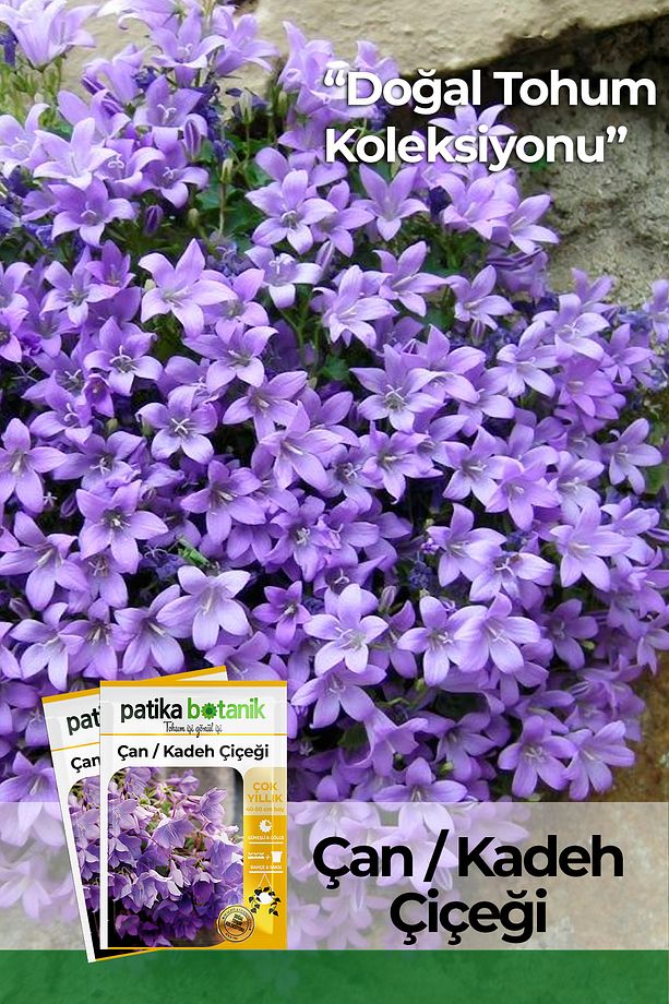 100 Adet Çan Kadeh (CAMPANULA L.) Çiçek Tohumu - 1