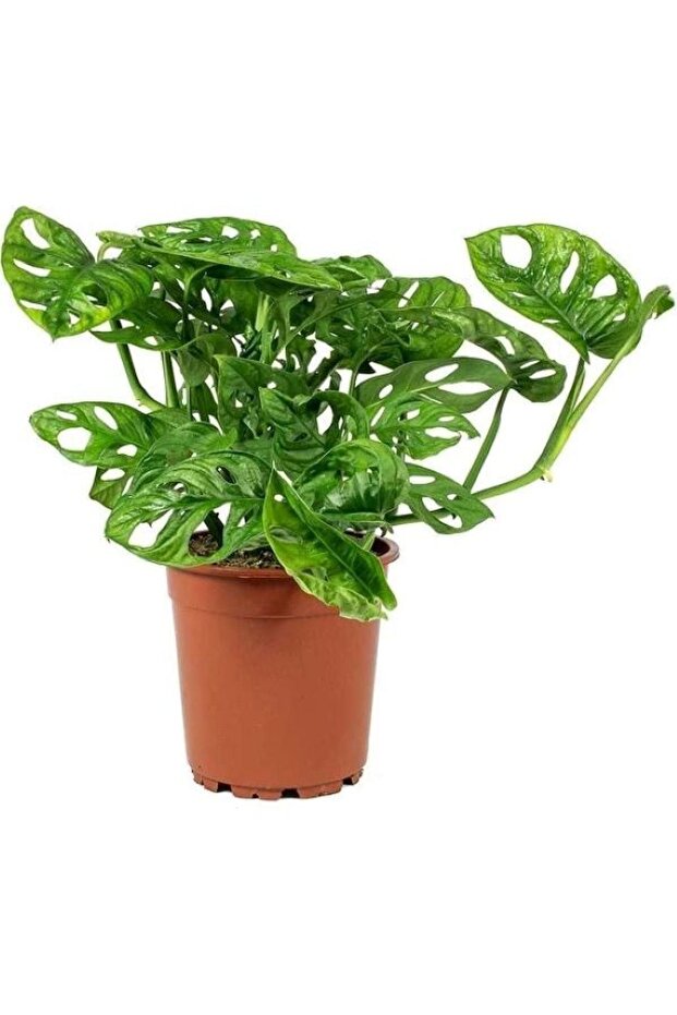 Monstera Monkey Mask - 1